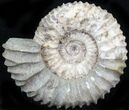 Pavlovia Ammonite Fossil - Siberia #29737-1